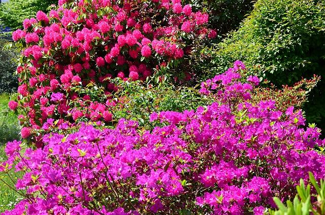 25 05 13_3133.JPG - CENTRAL GARDENS - BOURNEMOUTH - MAY 2013